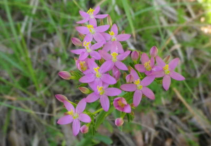 Centaurium erythraea sl.